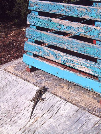[One more Treasure Island picture. You can tell I grew up in the Northeast, I take pictures of every lizard I see.
]